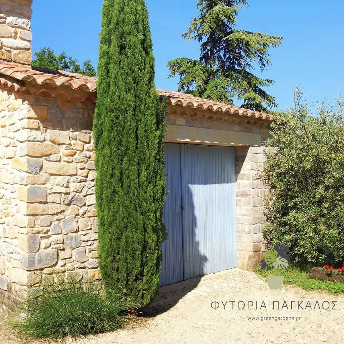 Κυπαρίσσι Τοτέμ (Cupressus sempervirens ‘Totem’) - 1